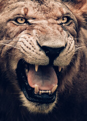 portrait of a lion © Ravisara Jayamanna