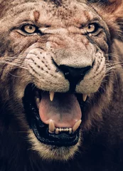 Poster portrait of a lion © Ravisara Jayamanna