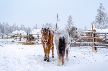 Two horses on a farm in the village of Oymayakon in the Republic Sakha, Russia. Yakutian horses are a very resilient, cold resistant breed that is adapted to harsh conditions of the Russian Far North.