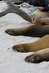 Galapagos Fur Seal / Arctocephalus galapagoensis /. Mosquera Island. Galapagos. Ecuador. South America.