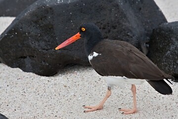 American Oystercatcher / Haematopus 
 palliatus galapagoensis /. Mosquera Island. Galapagos. Ecuador. South America.