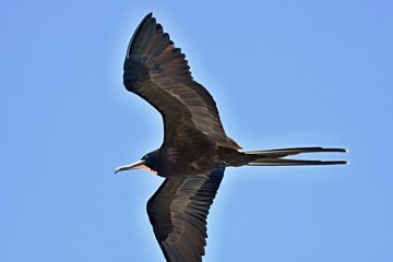 Female  Magnificent Frigatebird/ Fregata magnificens /. Galapagos. Ecuador. South America.