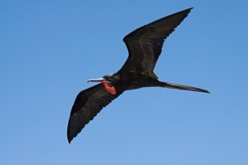 Magnificent Frigatebird male/ Fregata magnificens /. Galapagos. Ecuador. South America.