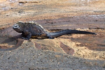 Marine Iguana /Amblyrhynchus cristatus/. Fernandina Island. Galapagos. Ecuador. South America.