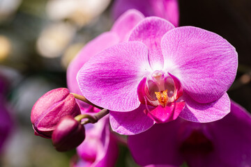 Orchid flowers in the garden. Phalaenopsis Orchidaceae.