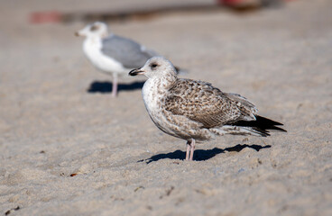 Seagle
