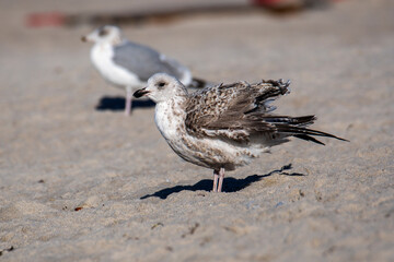 Seagle
