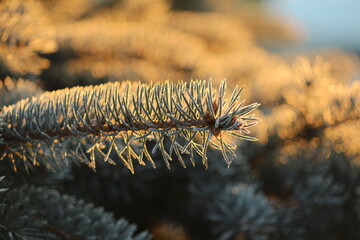 
A fluffy branch of a fir tree, shiny with hoarfrost in the morning sun. Christmas and New Year natural joyful background with a spruce tree branch sparkling in golden sunlight at sunrise.