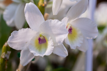 Naklejka na ściany i meble Orchid flowers in the garden. Cattleya Orchidaceae.