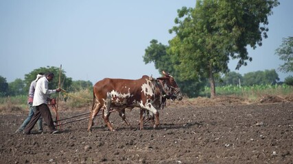 Sowing seeds in Rural India the traditional way