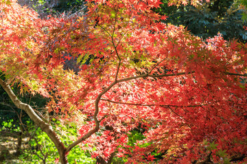 Autumn scenery with beautiful contrast between autumn leaves and greenery