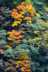 red leave in autumn time