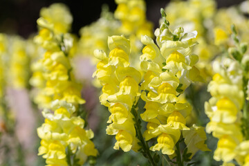 Colorful flower of Snapdragon, Antirrhinum majus.