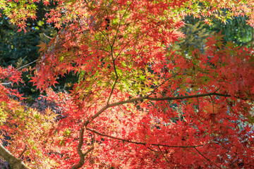 Autumn scenery with beautiful contrast between autumn leaves and greenery
