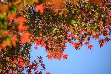 秋の紅葉
