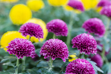 Pompom chrysanthemums flower in the garden at sunny summer or spring day.