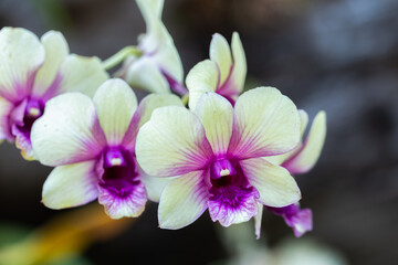 Orchid flowers in the garden. Dendrobium Orchidaceae.