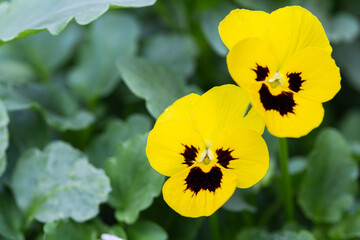 Obraz premium Viola flower in the garden at sunny summer or spring day.