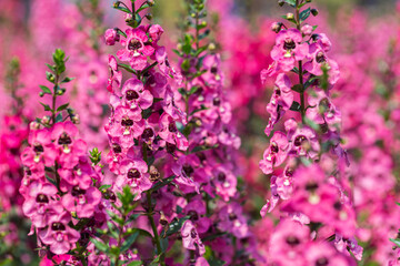 Angelonia Serena flower in the garden at sunny summer or spring day