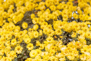 Yellow chrysanthemum flower