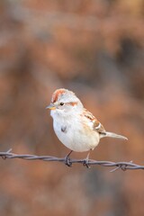 An American Tree Sparrow perches on a fence on the Colorado prairie.