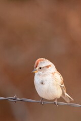 An American Tree Sparrow perches on a fence on the Colorado prairie.