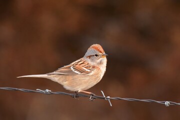 An American Tree Sparrow perches on a fence on the Colorado prairie.