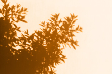 Abstract leaves shadow on orange background. Summer hipster concept. Copy space.
