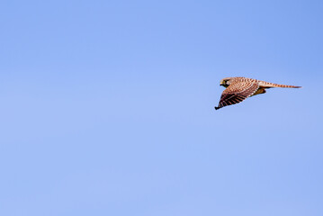 bird of prey, falcon in flight