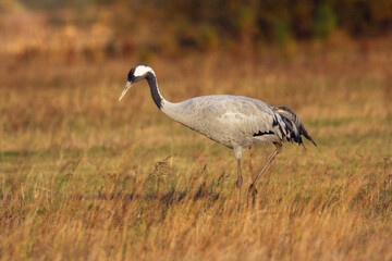 Obraz na płótnie Canvas The common crane (Grus grus) on the meadow in autumn colors at sunset. Big gray crane on a meadow in orange light.