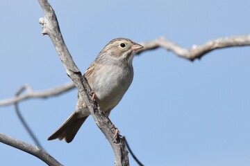 A Brewer's Sparrow perches on a dead tree on the Colorado prairie.
