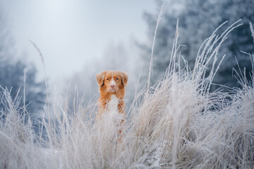 dog in a snowy forest. Pet in the winter in nature. Nova Scotia Duck Tolling Retriever outside