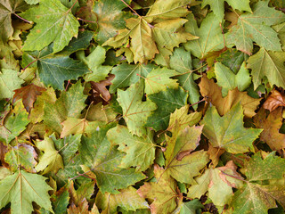 Many green and yellow fallen leaves are lying on the ground.
