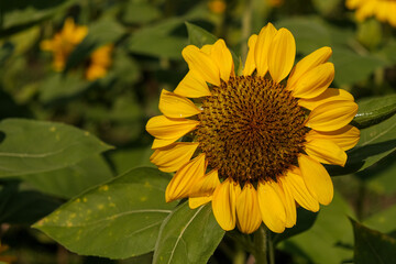 sunflower blooming, yellow flower natural background