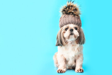 Naklejka na ściany i meble Cute dog in warm hat on color background. Concept of heating season