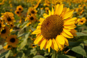 Fototapeta premium sunflower blooming, yellow flower natural background