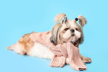 Cute dog with scarf on color background. Concept of heating season