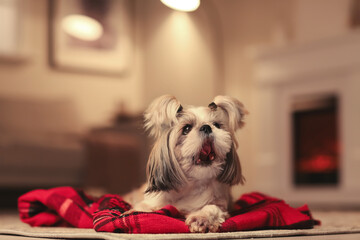 Cute dog with warm plaid at home. Concept of heating season