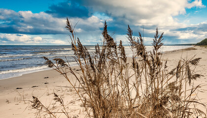 Windy autumnal day on sandy beach of the Baltic Sea, selective focus on branches of reeds

