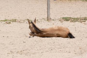 Newborn foal lies in the sand in a rural setting on the farm