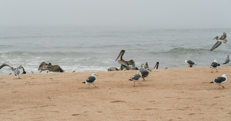 Pelicans and seagulls on the beach in an overcast foggy day, California