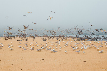 Sand beach and flock of birds, California Central Coast