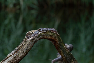 A thick curved branch against dark natural background