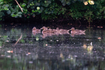 Wild duck family with a group of baby ducklings on a lake. refelctions in water.