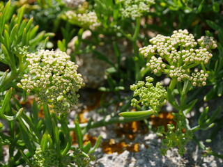 Floraison printani&egrave;re