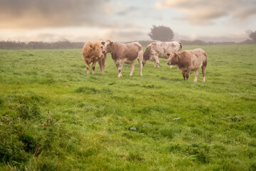 Naklejka na ściany i meble Green meadow with fresh grass. Herd of cows grazing grass. Haze in the background and cloudy sky, Selective focus. Agriculture background. West of Ireland