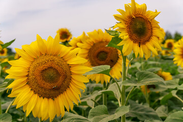 Beautiful sunflowers in the field natural background