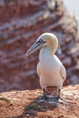 Obraz premium A gannet stands on a rock and looks aside. Shadow falls on the ground
