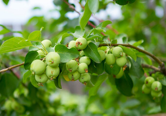 Siberian Apple tree fruits in the village garden