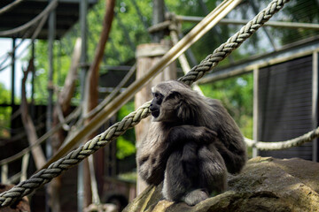 A silvery Gibbon (hylobates moloch)
